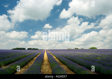 Reihen von Lavendel auf einem Feld am Snowshill Bauernhof Gloucestershire England vor einem bewölkten blauen Himmel Stockfoto