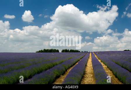 Reihen von Lavendel auf einem Feld am Snowshill Bauernhof Gloucestershire England vor einem bewölkten blauen Himmel Stockfoto