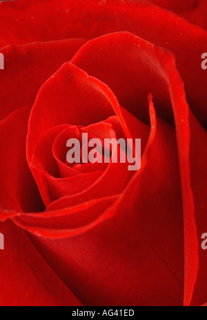 Rote rose Stockfoto