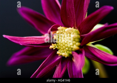 Dahlie Blüte vor einem dunklen Hintergrund Stockfoto