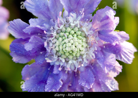 Scabiosa Kolumbarien blaue Kokarde Blüte Nahaufnahme im Sonnenlicht Stockfoto