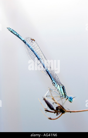 Enallagma Cyathigerum. Männliche gemeinsame blue Damselfly ruht auf dem Rasen am frühen Morgen vom Tau Stockfoto