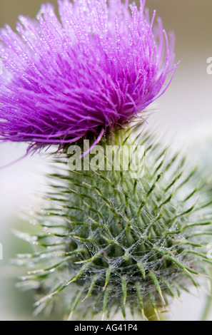 Cirsium Vulgare. Kratzdistel im Morgentau in der englischen Landschaft bedeckt Stockfoto