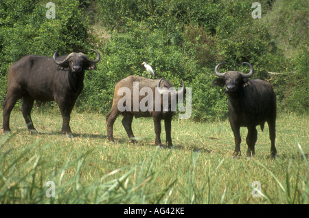Zwei ältere afrikanische Kaffernbüffel Bullen und eine unreife auf Hütte Kanal Queen Elizabeth National Park Uganda Stockfoto