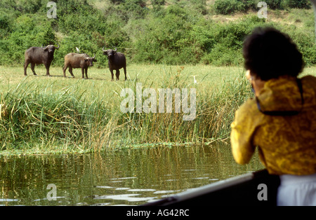 Lady Touristen fotografieren Buffalo auf Hütte Kanal Queen Elizabeth National Park Uganda Stockfoto