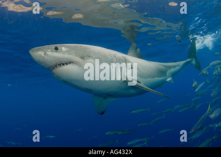 Großer weißer Hai (Carcharodon Carcharias), der vor Tauchkäfigen