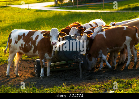Weidende Kühe in einer Wasserstelle Stockfoto