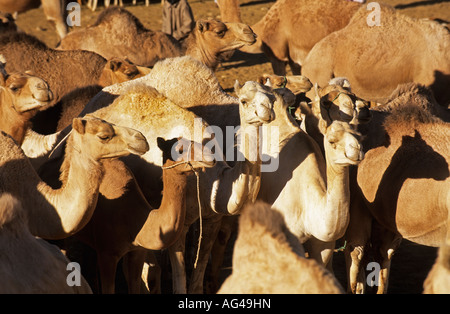 Algerien Tamanrasset Kamele am Markt Stockfoto