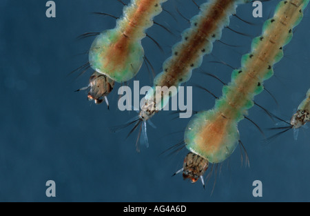 Anopheles Atroparvus Mückenlarven im Wasser von oben gesehen Stockfoto