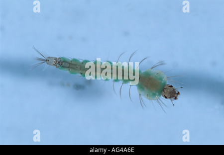 Anopheles Atroparvus Mückenlarven im Wasser von oben gesehen Stockfoto