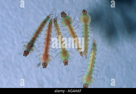 Anopheles Atroparvus Mückenlarven im Wasser von oben gesehen Stockfoto