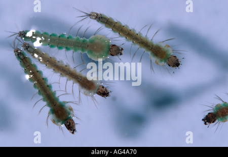 Anopheles Atroparvus Mückenlarven im Wasser von oben gesehen Stockfoto