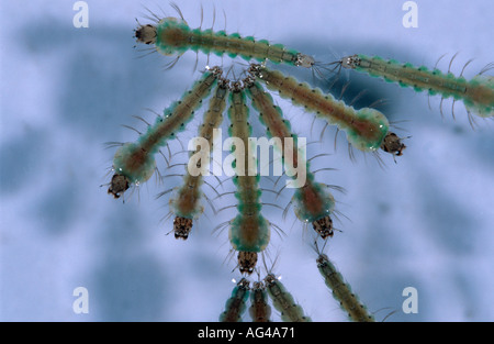 Anopheles Atroparvus Mückenlarven im Wasser von oben gesehen Stockfoto