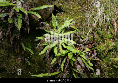 Harter Farn wachsenden Out-of-ein Teppich aus Sphagnum-Moos an den Hängen des Ben Arthur The Cobbler Arrochar Schottland Stockfoto