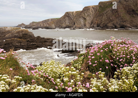 UK Devon Hartland Quay Wildblumen an Küste am Standort der alten Hafen Stockfoto