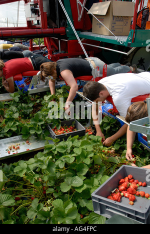 Erdbeeren pflücken Maschine mit ausländischen Arbeiter ernten im Folientunnel in der Nähe von Merriworth Tonbridge Kent England UK Großbritannien Eur Stockfoto