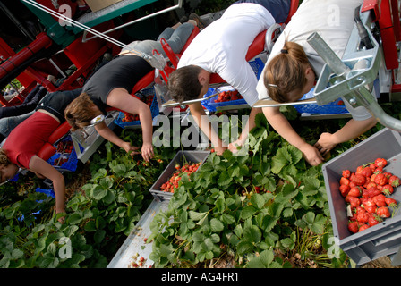 Erdbeeren pflücken Maschine mit ausländischen Arbeiter ernten im Folientunnel in der Nähe von Merriworth Tonbridge Kent England UK Großbritannien Eur Stockfoto