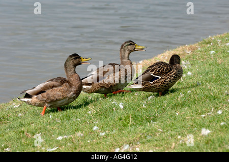 Drei weibliche Mallard Enten Stockfoto