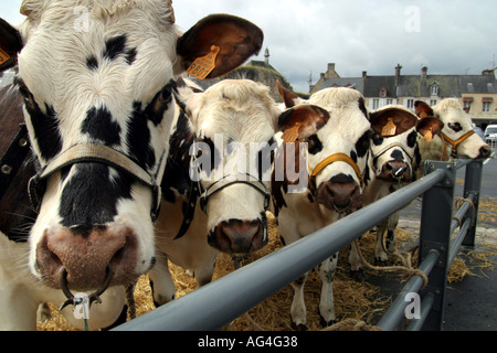 Normande Vieh Maket Platz in der Stadt Bricquebec im Département Manche in der Region der unteren Normandie Frankreich Stockfoto