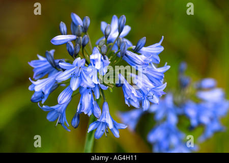 Agapanthus Kingston blau Wisley Royal Horticultural Gärten Surrey England Stockfoto