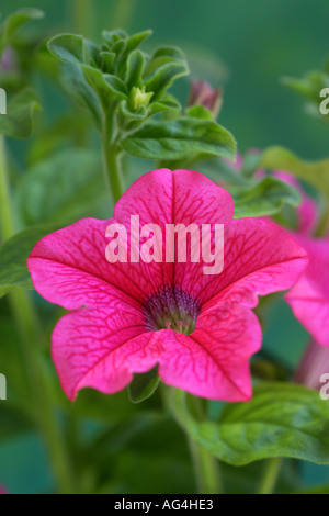Petunia Hybriden Surfinia Hot Pink 2005 Stockfoto
