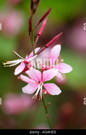 Gaura Lindheimeri Siskiyou Pink Wisley Royal Horticultural Gärten Surrey England Stockfoto