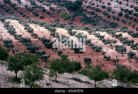 Olivenhaine und in den Vordergrund Allmond Bäumen in den östlichen Alpujarras in der Nähe von Padules an den Hängen der Siera de Gador Stockfoto