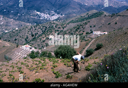 Pflege der Reben in der Region Axarquia in der Nähe von Malaga eine der Provinzen wichtigsten Weinbaugebiete Stockfoto