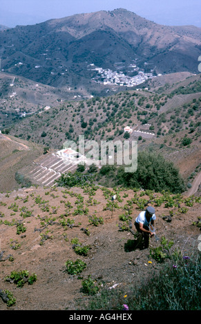 Pflege der Reben in der Region Axarquia in der Nähe von Malaga eine der Provinzen wichtigsten Weinbaugebiete Stockfoto