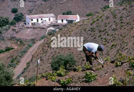 Pflege der Reben in der Region Axarquia in der Nähe von Malaga eine der Provinzen wichtigsten Weinbaugebiete Stockfoto