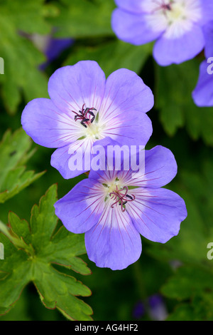 Geranium Rozanne Gerwat Wisley Royal Horticultural Gärten Surrey England Stockfoto