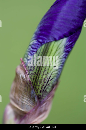 Nahaufnahme der violette Iris Knospe vor einem grünen Hintergrund Stockfoto