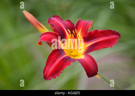 Hemerocallis Stafford Tag Lilie Wisley Royal Horticultural Gärten Surrey England Stockfoto