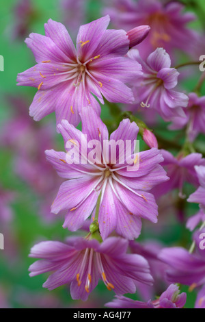 Lewisia Cotyledon Hybrid Wisley Royal Horticultural Gärten Surrey England Stockfoto
