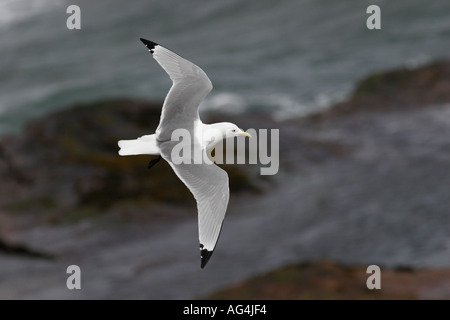 Dreizehenmöwe im Flug Stockfoto