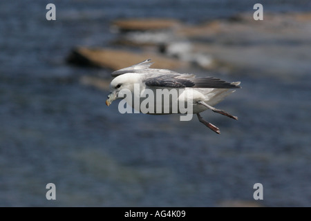 Fulmar im Flug Stockfoto