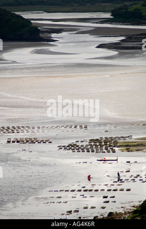 Loughros Bay Ardara County Donegal Irland Austernbänke bei Ebbe Stockfoto