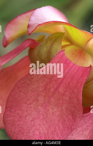 Sarracenia X Mitchelliana Mitchell Pitcherplant Blume Stockfoto