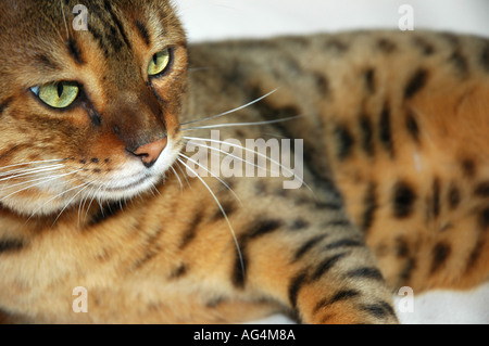 Stammbaum Bengal Hauskatze Nahaufnahme von Kopf und Körper Stockfoto