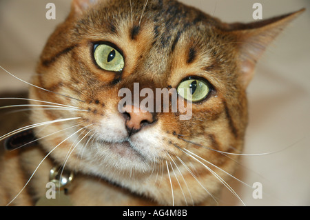 Stammbaum Bengal Hauskatze Nahaufnahme des Kopfes Stockfoto