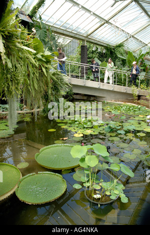 Seerosenteich im Inneren der Prinzessin von Wales Conservatory Royal Botanic Gardens Kew Richmond Surrey England England UK Europa EU Stockfoto