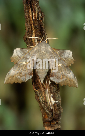 Pappel Hawk-Moth Laothoe Populi ruht auf einem Pappel-Zweig, Todwick, South Yorkshire, England Stockfoto