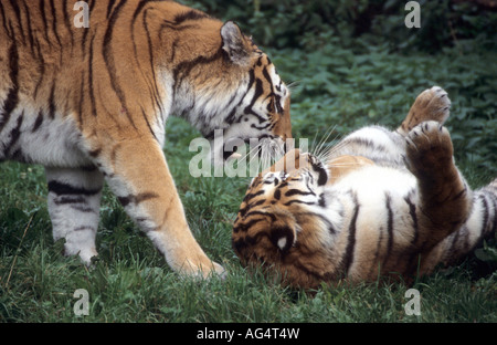 Young Sibiran Tiger kämpfen Stockfoto