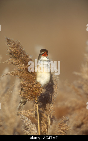 Große Reed Warbler Acrocephalus Arundinaceus, Männchen singen aus einem Phragmites Reed Stiel, Spanien Stockfoto