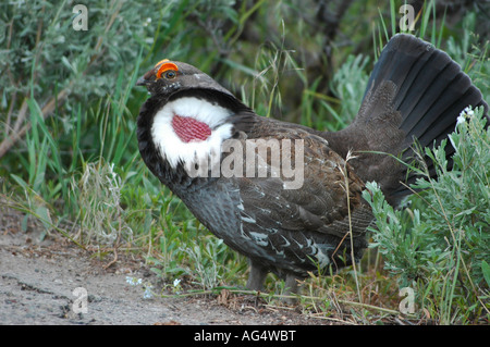 Männliche Blue Grouse anzeigen Kamm der Zucht Stockfoto