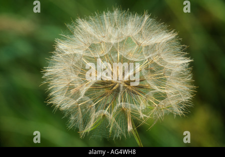 Seedhead Goatsbeard (Jack-go-to-bed-at-noon) Tragopogon Pratensis, Todwick, South Yorkshire, England Stockfoto