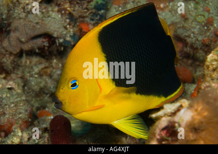 Rock-Schönheit (Holacanthus Tricolor) eine Art von Angelfish im Breakers Riff in Palm Beach, FL fotografiert. Stockfoto