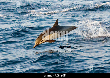 Gemeiner Delfin (Delphinus Delphis) in Baja California, Ost-Pazifik fotografiert. Stockfoto