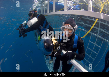 Taucher im Käfig, die großen weißen (Carcharodon Carcharias) in Guadalupe Island, Mexiko zu fotografieren. Stockfoto