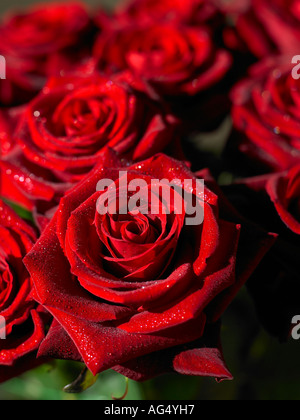 Nahaufnahme von roten Rosen Stockfoto